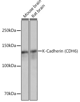 K-cadherin Antibody in Western Blot (WB)