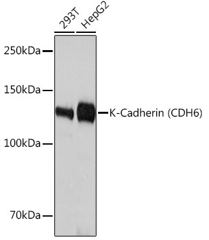 K-cadherin Antibody in Western Blot (WB)