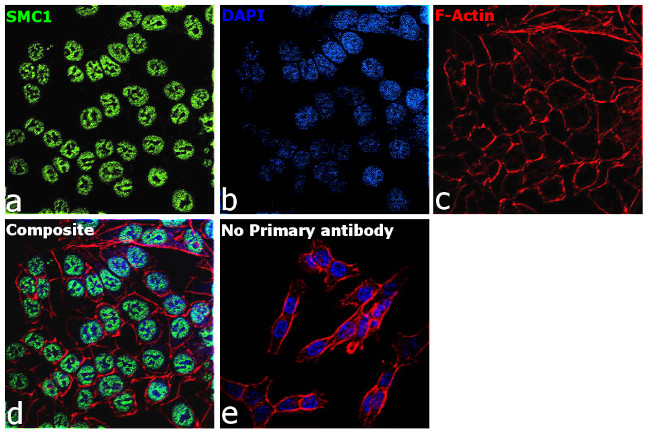 SMC1 Antibody in Immunocytochemistry (ICC/IF)