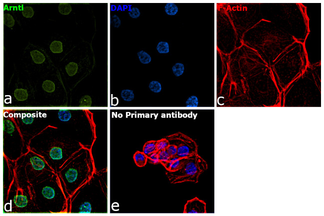 BMAL1 Antibody in Immunocytochemistry (ICC/IF)