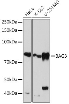 BAG3 Antibody in Western Blot (WB)