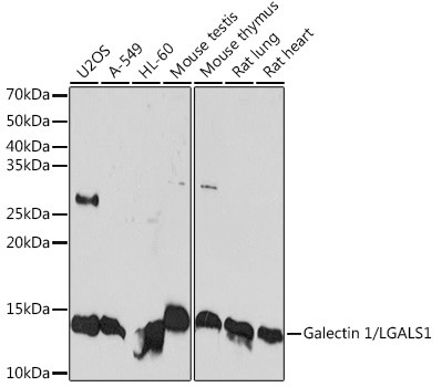 Galectin 1 Antibody in Western Blot (WB)