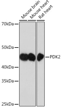 PDK2 Antibody in Western Blot (WB)