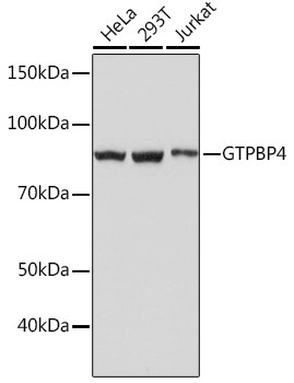 GTPBP4 Antibody in Western Blot (WB)