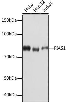 PIAS1 Antibody in Western Blot (WB)