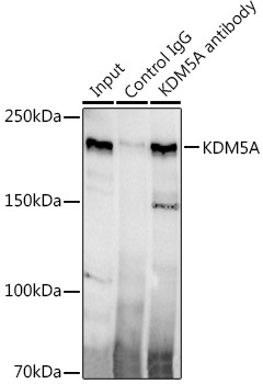 KDM5A Antibody in Immunoprecipitation (IP)