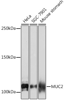 MUC2 Antibody in Western Blot (WB)