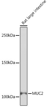 MUC2 Antibody in Western Blot (WB)