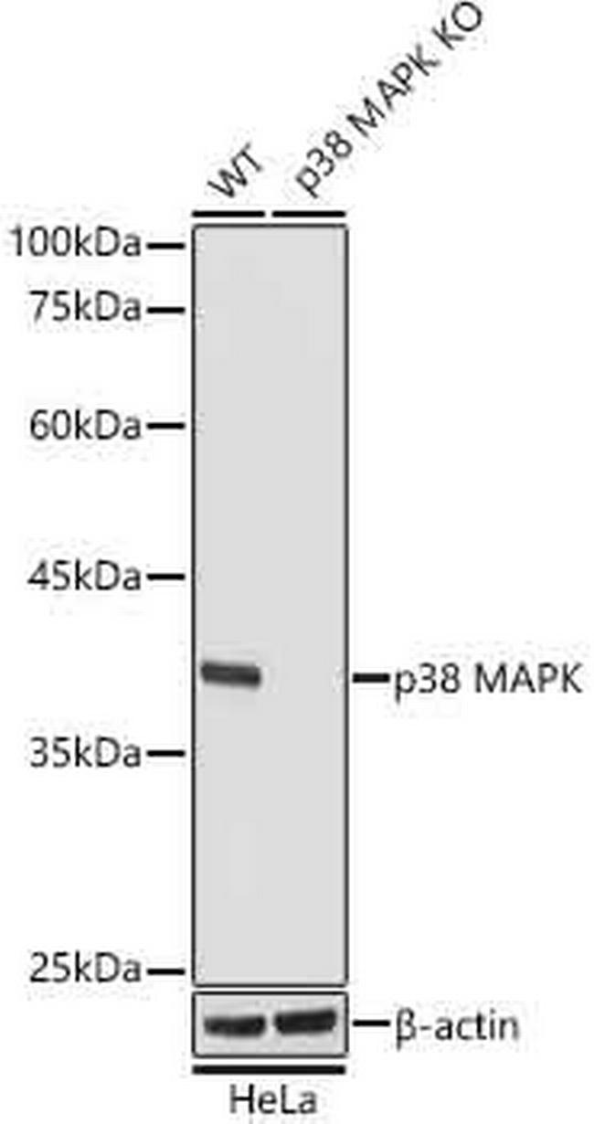 p38 MAPK Antibody