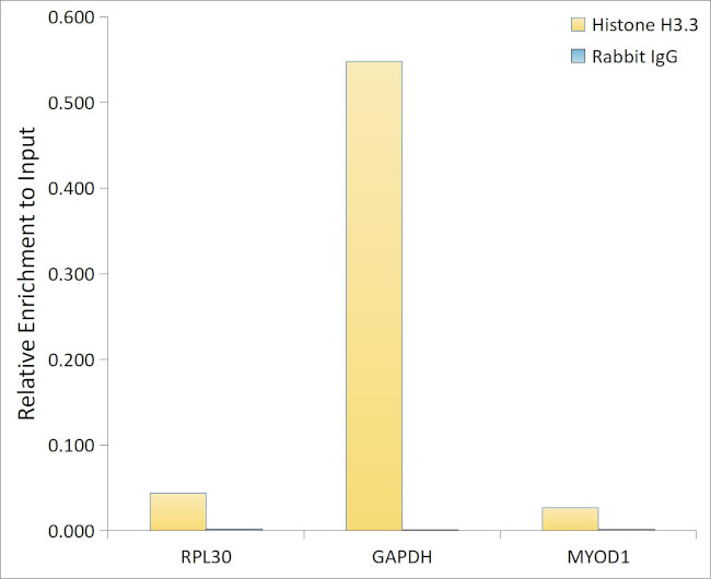 Histone H3.3 Antibody in ChIP Assay (ChIP)