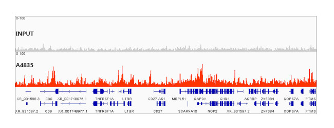 Histone H3.3 Antibody in ChIP-Sequencing (ChIP-seq)