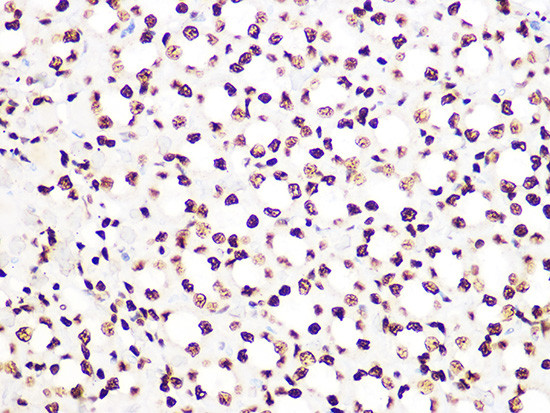 Histone H3.3 Antibody in Immunohistochemistry (Paraffin) (IHC (P))