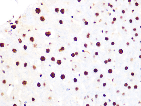 Histone H3.3 Antibody in Immunohistochemistry (Paraffin) (IHC (P))