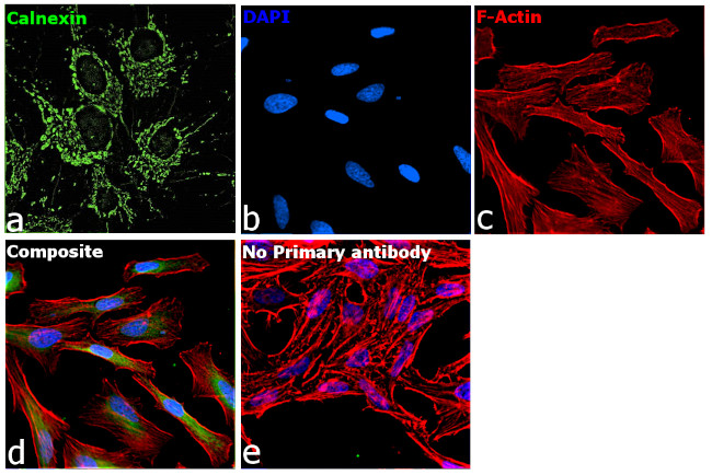 Calnexin Antibody in Immunocytochemistry (ICC/IF)