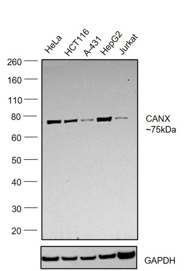 Calnexin Antibody in Western Blot (WB)