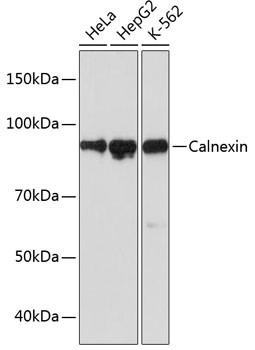 Calnexin Antibody in Western Blot (WB)