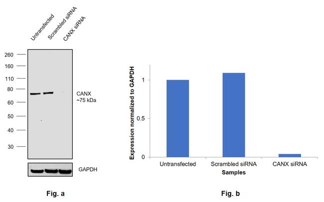 Calnexin Antibody in Western Blot (WB)