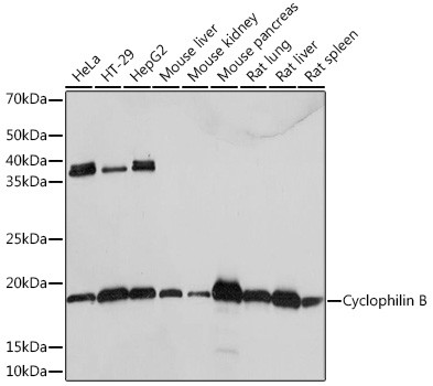 Cyclophilin B Antibody in Western Blot (WB)