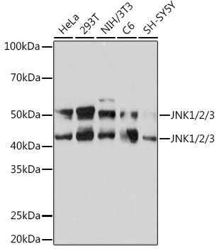 JNK1/JNK2/JNK3 Antibody in Western Blot (WB)