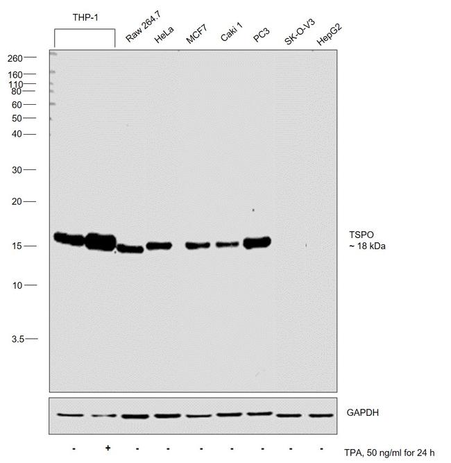 TSPO Antibody in Western Blot (WB)