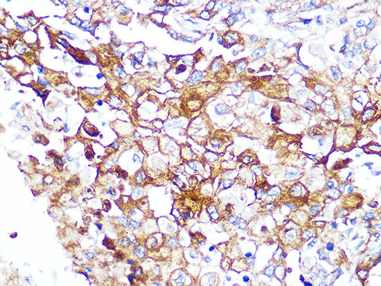 Caveolin 2 Antibody in Immunohistochemistry (Paraffin) (IHC (P))