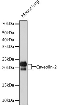 Caveolin 2 Antibody in Western Blot (WB)