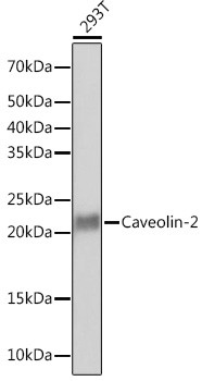 Caveolin 2 Antibody in Western Blot (WB)