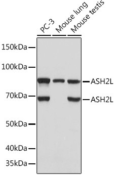 ASH2L Antibody in Western Blot (WB)