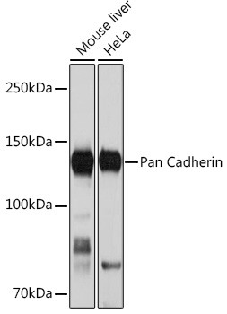 Pan-cadherin Antibody in Western Blot (WB)