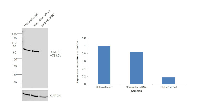 GRP78 Antibody