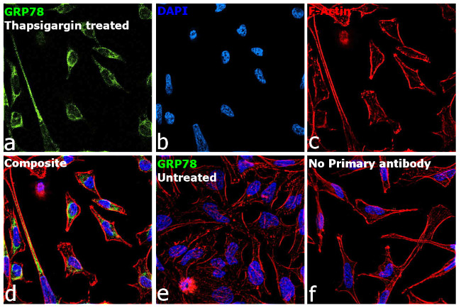 GRP78 Antibody