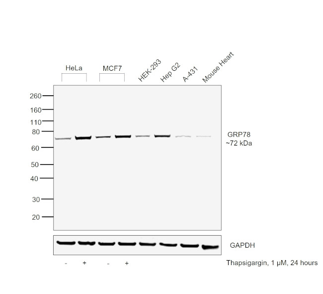 GRP78 Antibody in Western Blot (WB)