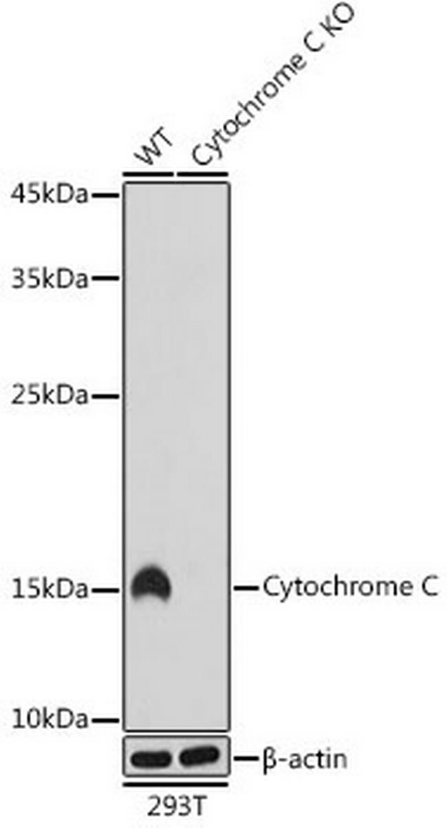 Cytochrome C Antibody