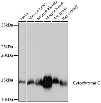 Cytochrome C Antibody in Western Blot (WB)