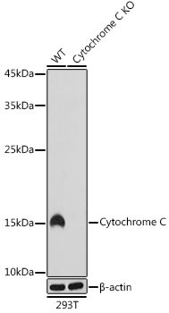 Cytochrome C Antibody in Western Blot (WB)