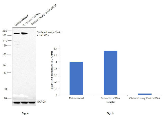 Clathrin Heavy Chain Antibody