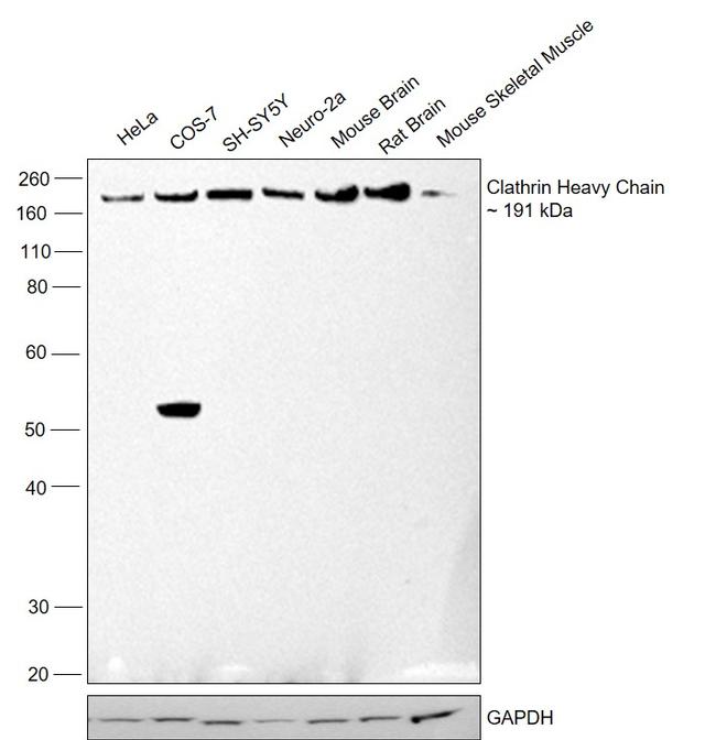 Clathrin Heavy Chain Antibody in Western Blot (WB)