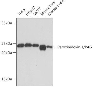 PRDX1 Antibody in Western Blot (WB)