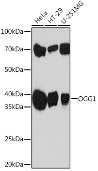 OGG1 Antibody in Western Blot (WB)