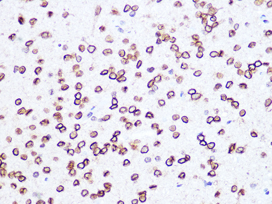 Lamin B2 Antibody in Immunohistochemistry (Paraffin) (IHC (P))