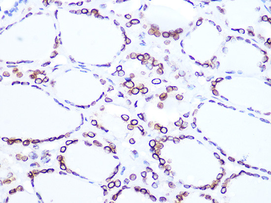 Lamin B2 Antibody in Immunohistochemistry (Paraffin) (IHC (P))