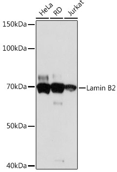 Lamin B2 Antibody in Western Blot (WB)