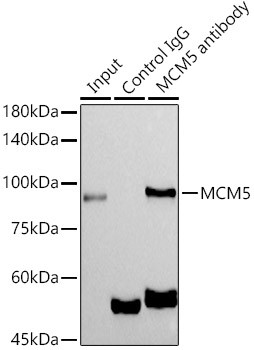 MCM5 Antibody in Immunoprecipitation (IP)