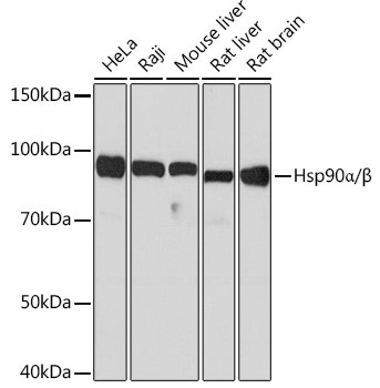 HSP90 Antibody in Western Blot (WB)