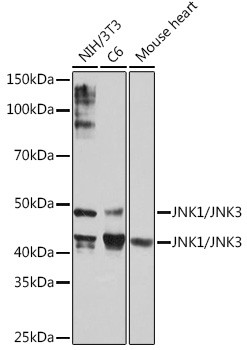 JNK1/JNK3 Antibody in Western Blot (WB)