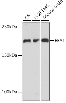 EEA1 Antibody in Western Blot (WB)