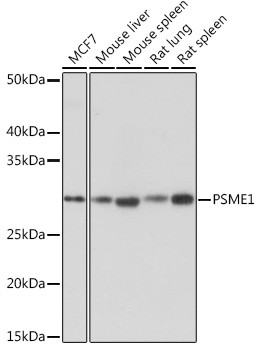 PSME1 Antibody in Western Blot (WB)