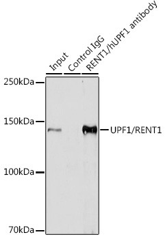 UPF1 Antibody in Immunoprecipitation (IP)