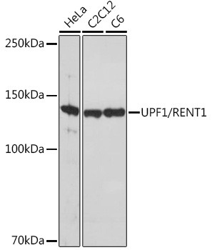 UPF1 Antibody in Western Blot (WB)