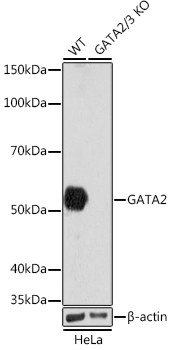 GATA2/GATA3 Antibody in Western Blot (WB)